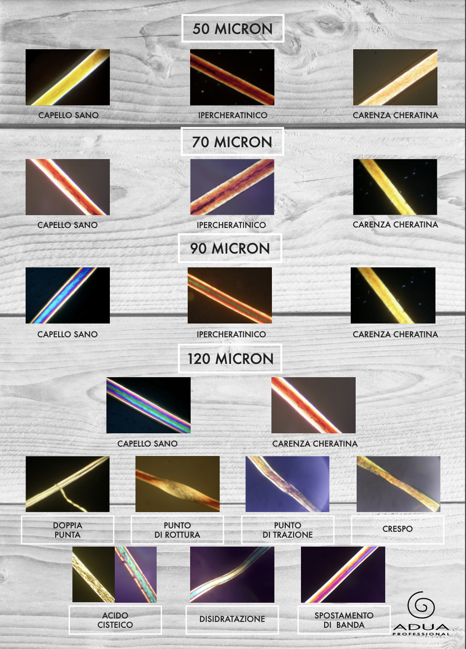 Report Tricologico 2